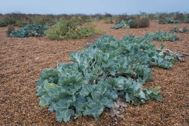 Sea kale on Cogden Beach