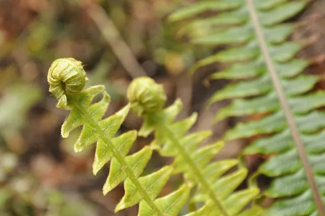 New Zealand is the king of ferns with over 140 different varieties