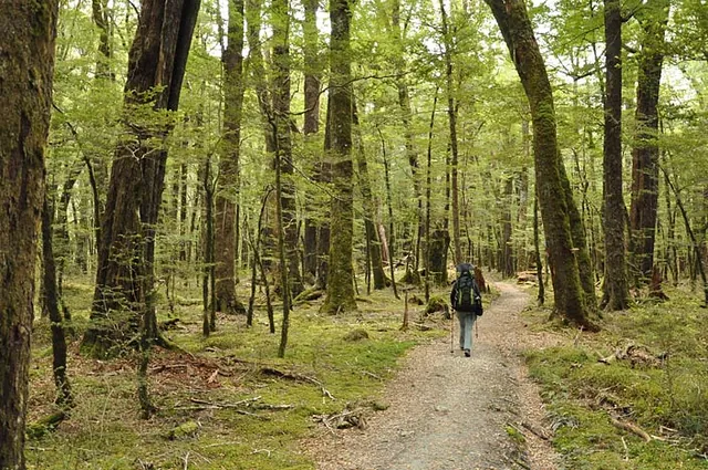 Gorgeous alpine beech forest with a carpet of tiny leaves and moss growing everywhere
