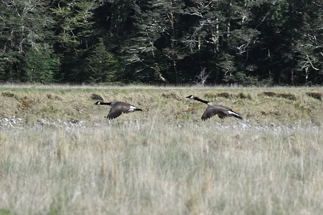 A couple of what look to be New Zealand geese flying around and making a lot of noise