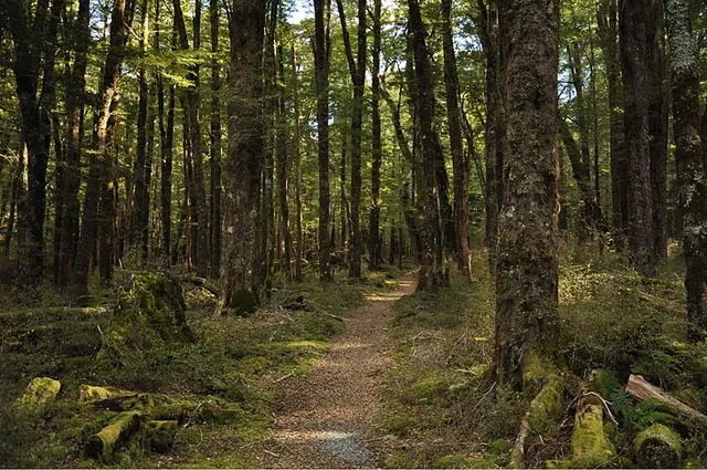 Some of the beech forest sections are straight out of a fairy tale
