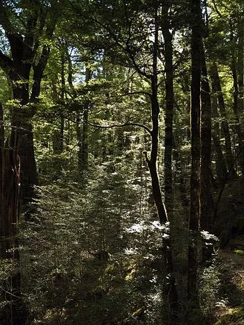 Gorgeous early morning sunlight piercing through the tree canopy