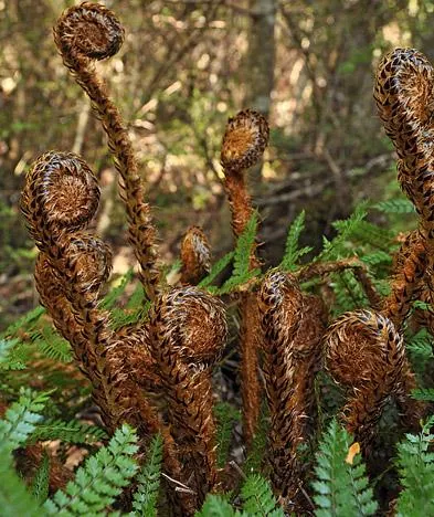 I think I may be obsessed with ferns! Gill is worried
