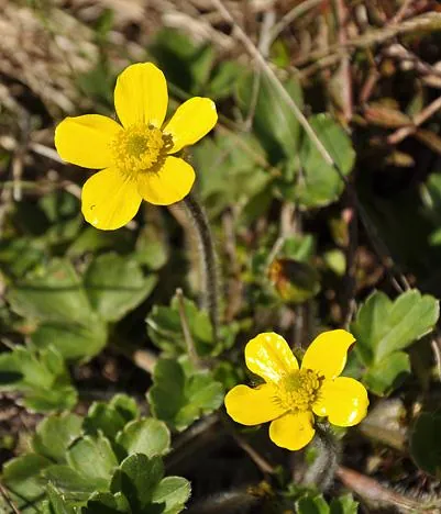 Buttercups. A lot of the flora is quite similar to the English Lake District