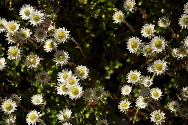 Pretty mini-daisies
