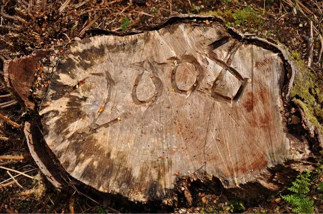 Somebody got creative with a chainsaw