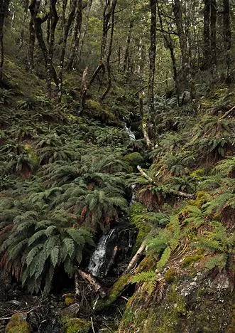 Fern-city