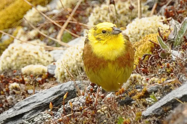 Extremely lucky to snap this endangered Mohua (Yellowhead). The foul weather made it reluctant to take flight, so I could get reasonably close to get the shot