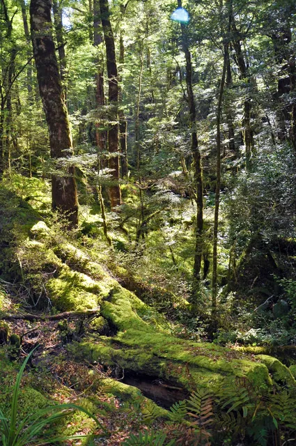 As is common on most of the New Zealand walks, you pass through some gorgeous alpine forest sections