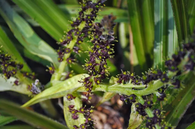 An unusual plant close-up ... not sure what its name is
