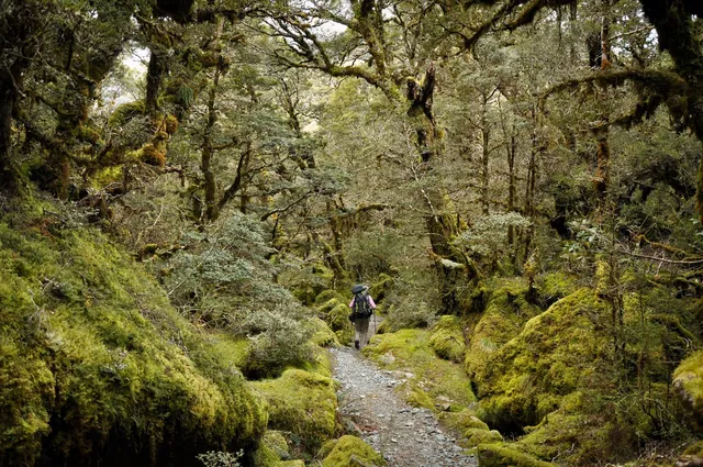 Fantastic moss covered forest sections on the way down to Lake Mackenzie