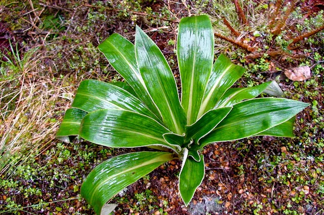 Whilst some people will dread the rain on the trail, it really does bring alive the rainforest sections and all of the flora has a vibrant shiny edge