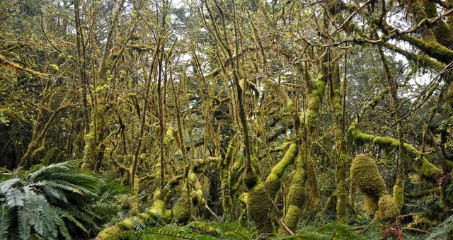 Moss covered forest taking us down to the end of the trail at The Divide