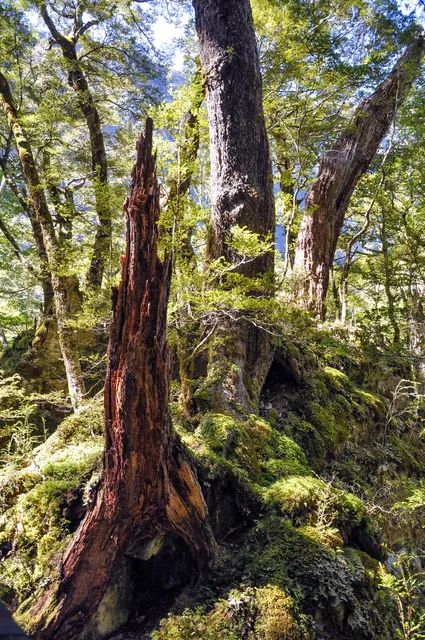 Routeburn Track — photograph 17