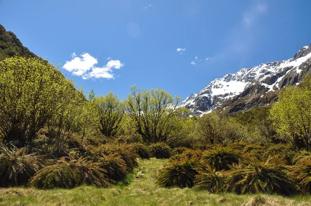 Routeburn Track — photograph 31