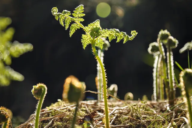 Mini ferns starting out in life