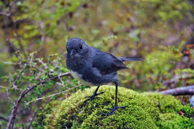 This cute white breasted robin was super friendly and didn't mind having his picture taken