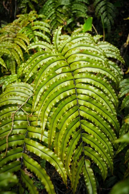 Routeburn Track — photograph 48