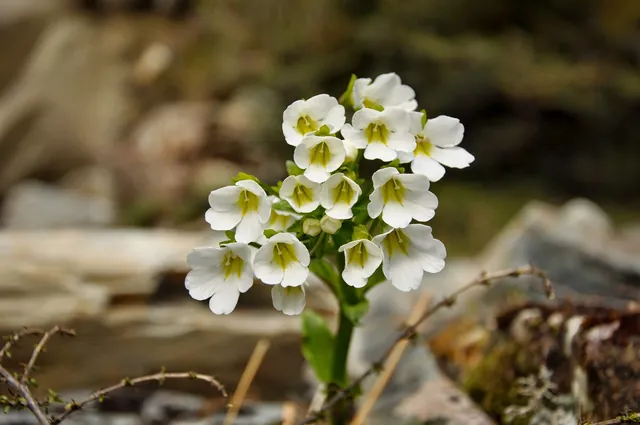 Spring flowers starting to bloom
