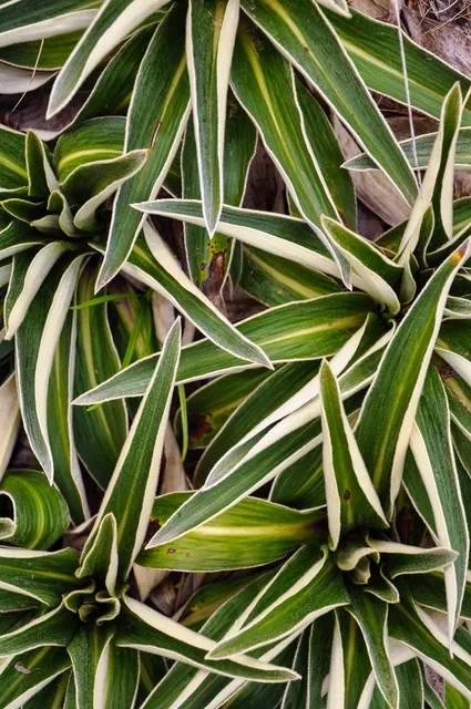 Some interesting alpine flora along the way