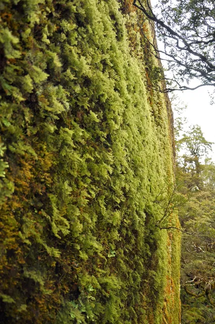 A completely moss covered boulder. The stuff will grow anywhere!