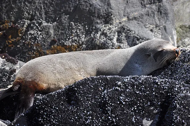 Lots of seals lounging on the nearby rocks as we set off