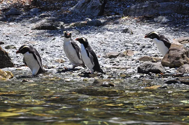 A rare appearance of four Fiordland Crested Penguins together making a water entry