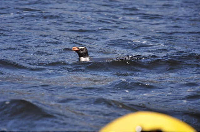 A penguin surfaced to keep an eye on us we made our way across the fiord