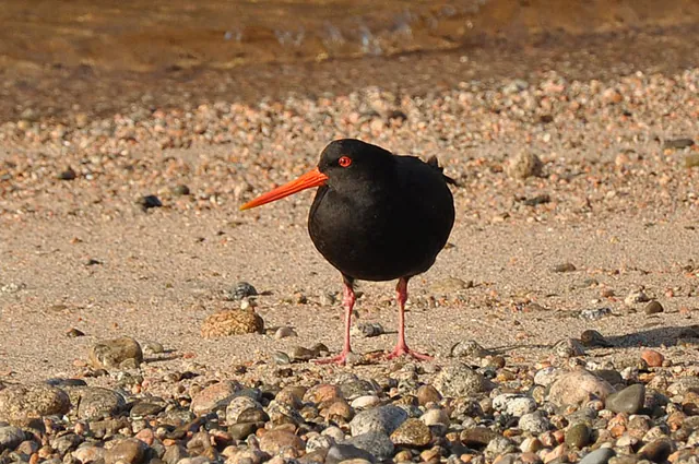 Lots of oyster catchers doing their daily work