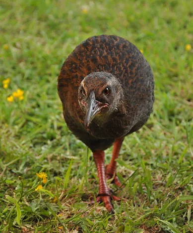 The resident weka pesters us for food whilst eating dinner
