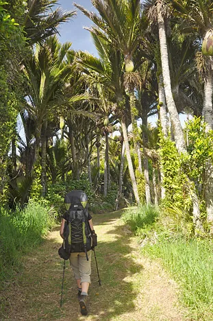 Heaphy Track — photograph 110