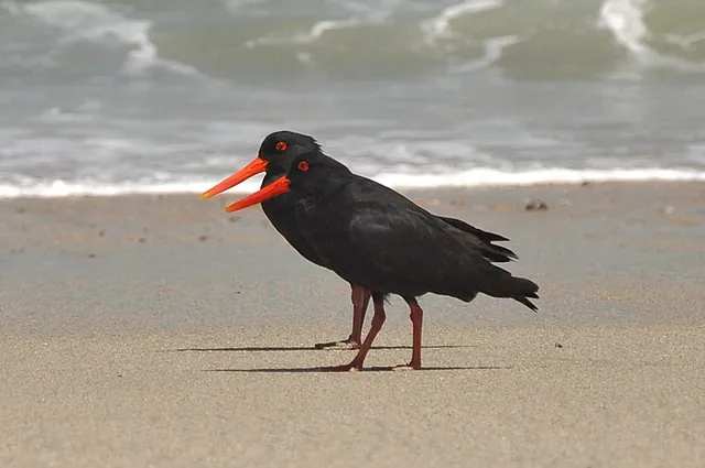 A pair of oyster catchers patrolling the shore