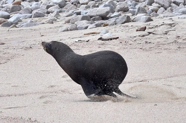 Walking along the beach, this seal shoots out from nowhere and sprints to the surf
