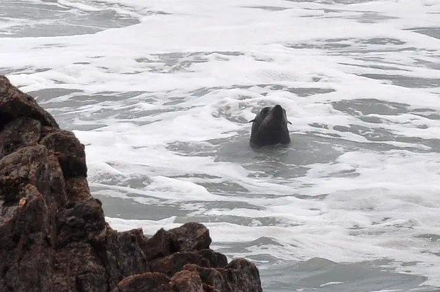 Keeping an eye on us before swimming off