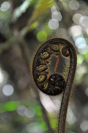 New Zealand is fern central ... and I have to admit, I have a small penchant for them