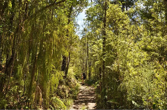 Heaphy Track — photograph 26