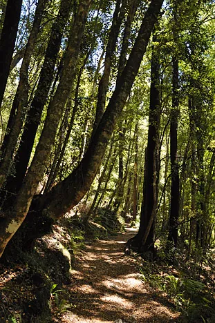 Heaphy Track — photograph 28