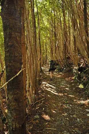 Heaphy Track — photograph 30
