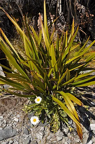 Heaphy Track — photograph 42