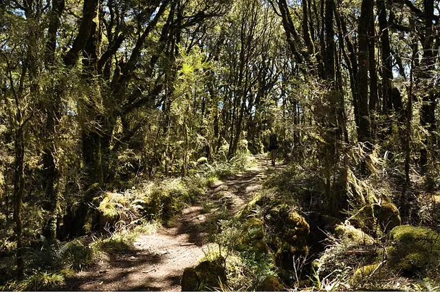 Heaphy Track — photograph 50