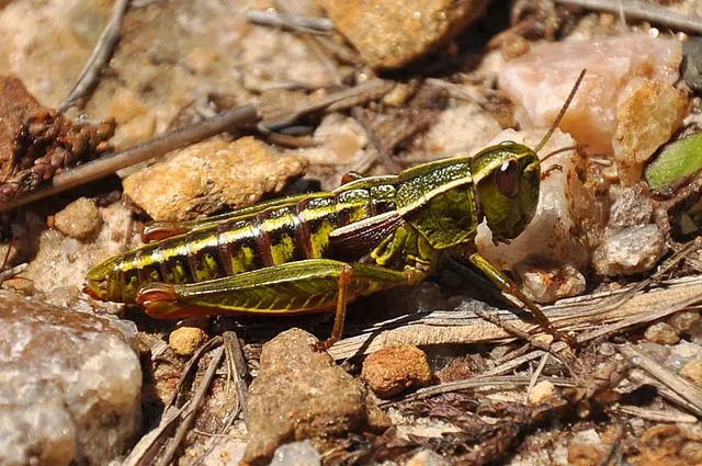 A grasshopper not too bothered by me poking a lens in its face