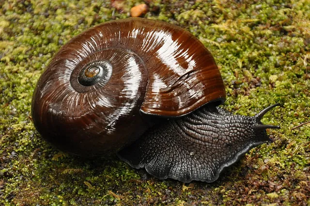 Incredibly lucky to stumble upon an endangered Powelliphanta (Giant Land Snail). The rain from last night enticed him out and he was sitting right on the edge of the trail