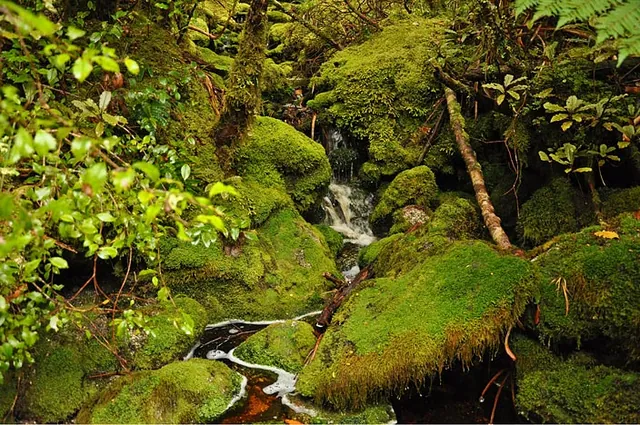Heaphy Track — photograph 72