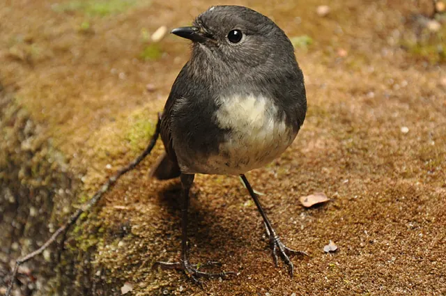 Our second close encounter with one of these white breasted robins (it think?). Not scared at all of getting close