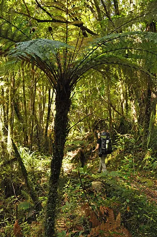 Heaphy Track — photograph 78