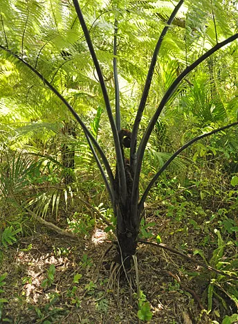 Heaphy Track — photograph 86