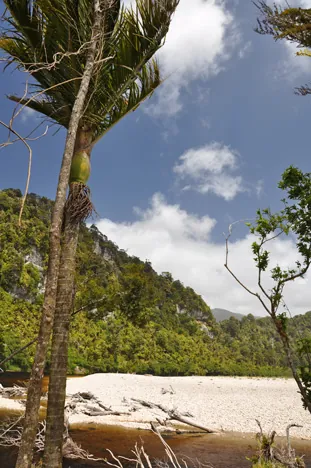 After crossing the Heaphy, you enter into the world of Nikau palms