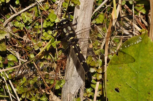 Heaphy Track — photograph 88