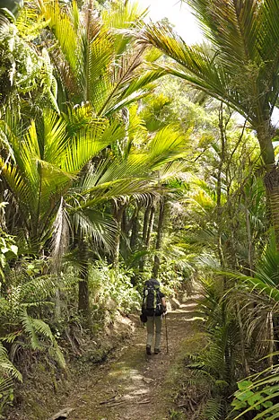 This change of view defines the Heaphy Track. From ferns, to tussocks, to Nikau palms in a space of three days