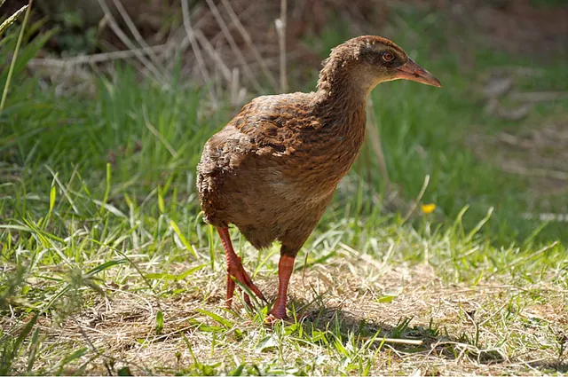 Our first sighting of a weka out on the prowl